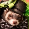 ferretbueller